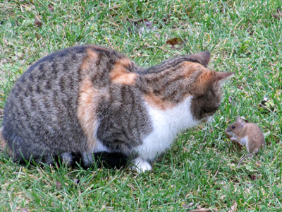 chat aveyron